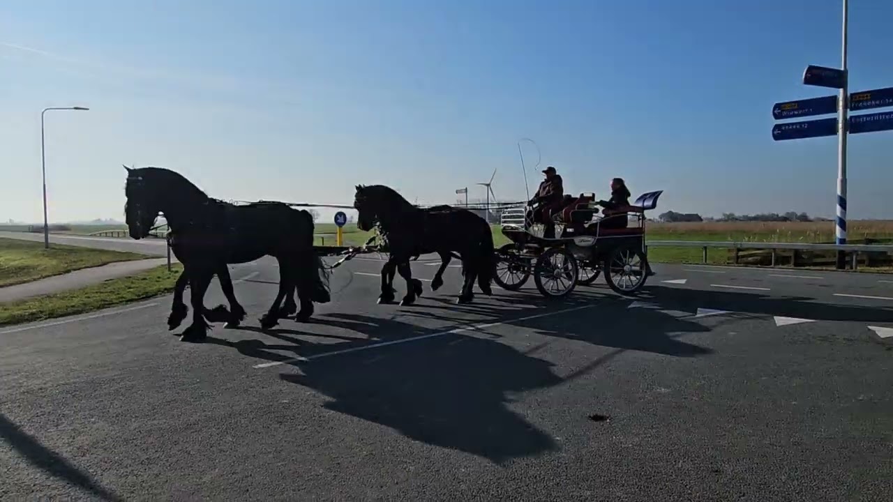 Stal Okkema's four in hand Stallions - Redmer Simon Jeldert Tamme