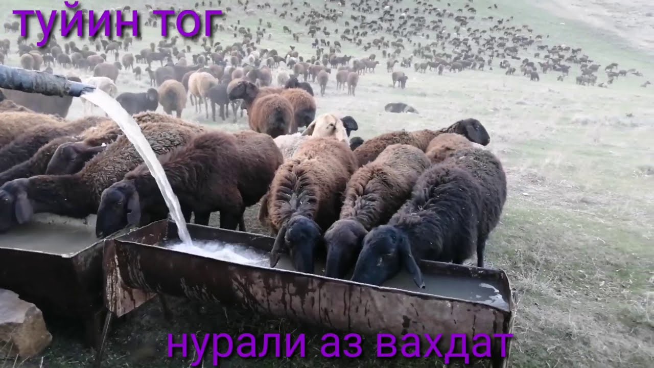 Туйин тогини томоша килинг 2021 04 03 нурали ромитдан