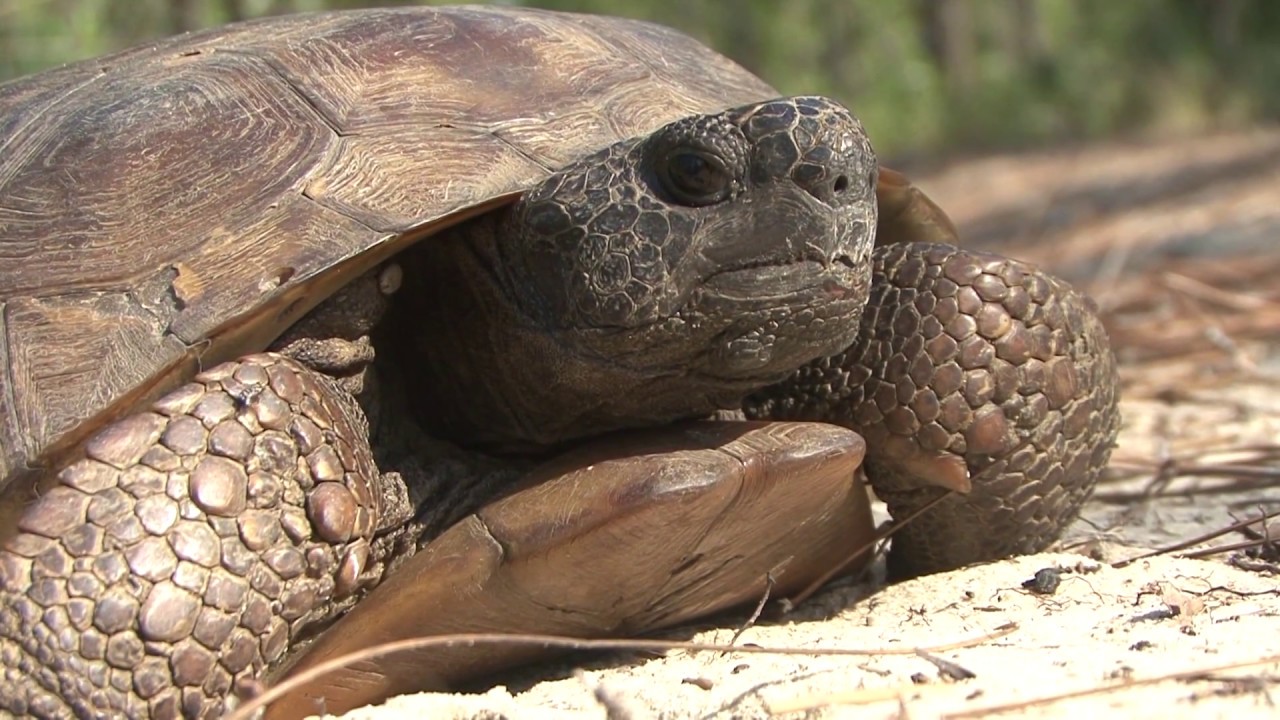 Save Space for the Gopher Tortoise: 1/2 hour TV Program