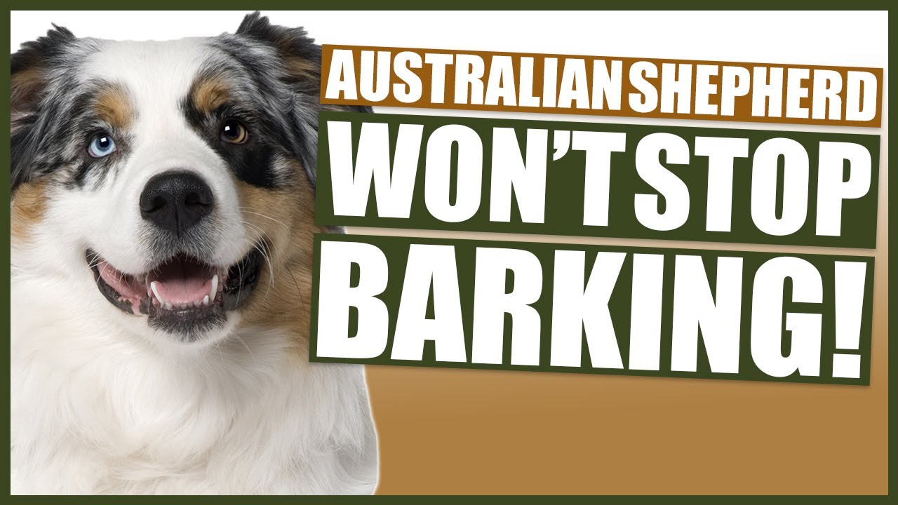 How To Stop Your AUSTRALIAN SHEPHERD Barking