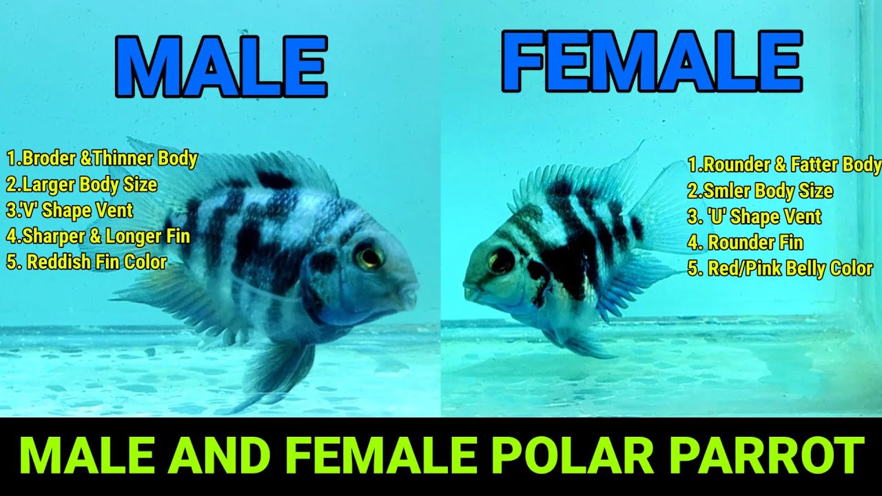 How To Identify Male And Female Polar Parrot | Difference Between male And Female Polar Parrot Fish