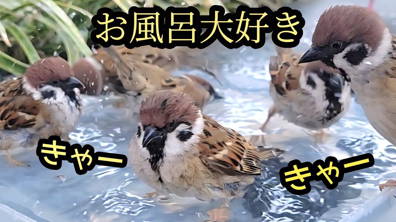 みんな大喜び　【すずめ日記】