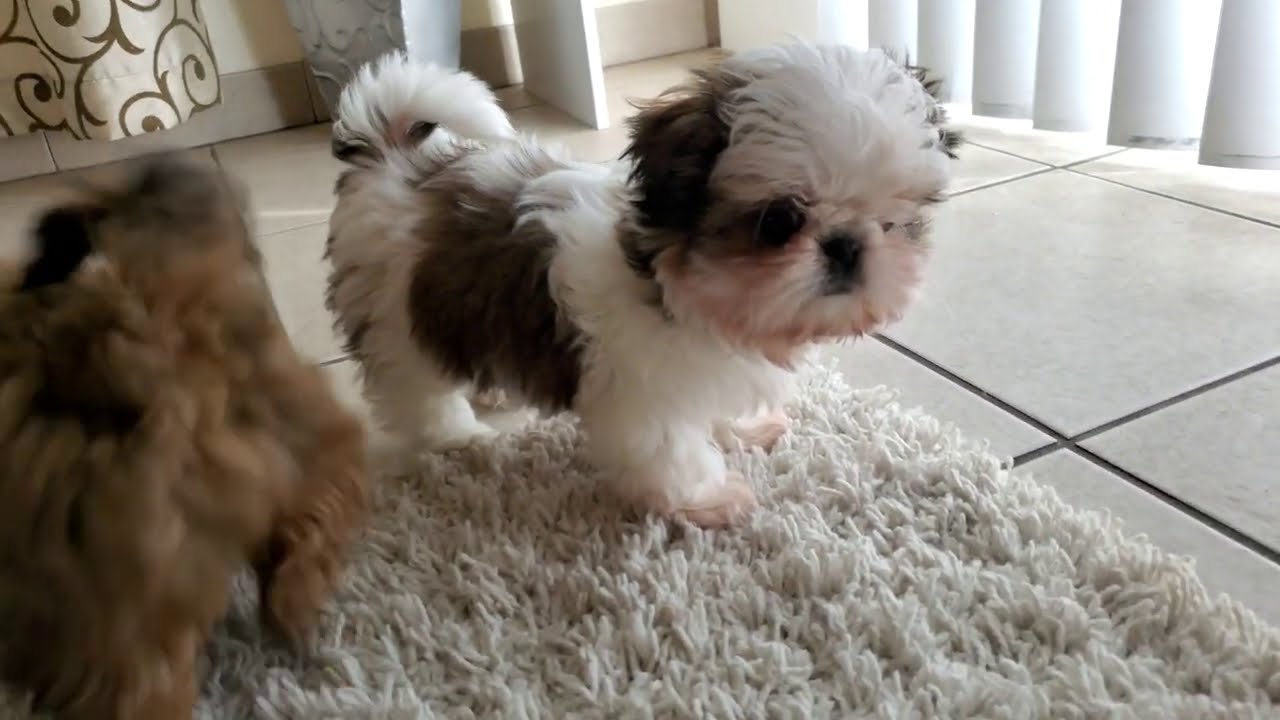 Imperial Shih Tzu Puppies