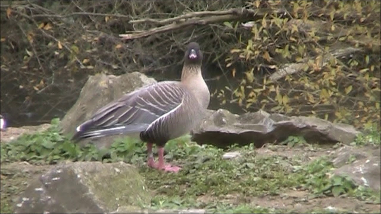 Pink footed Goose