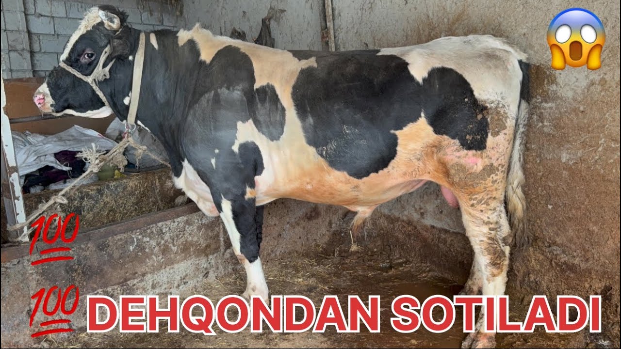🤩BUQA SOTILADI💰🏃‍➡️DEHQONDA✅ARZON narxda