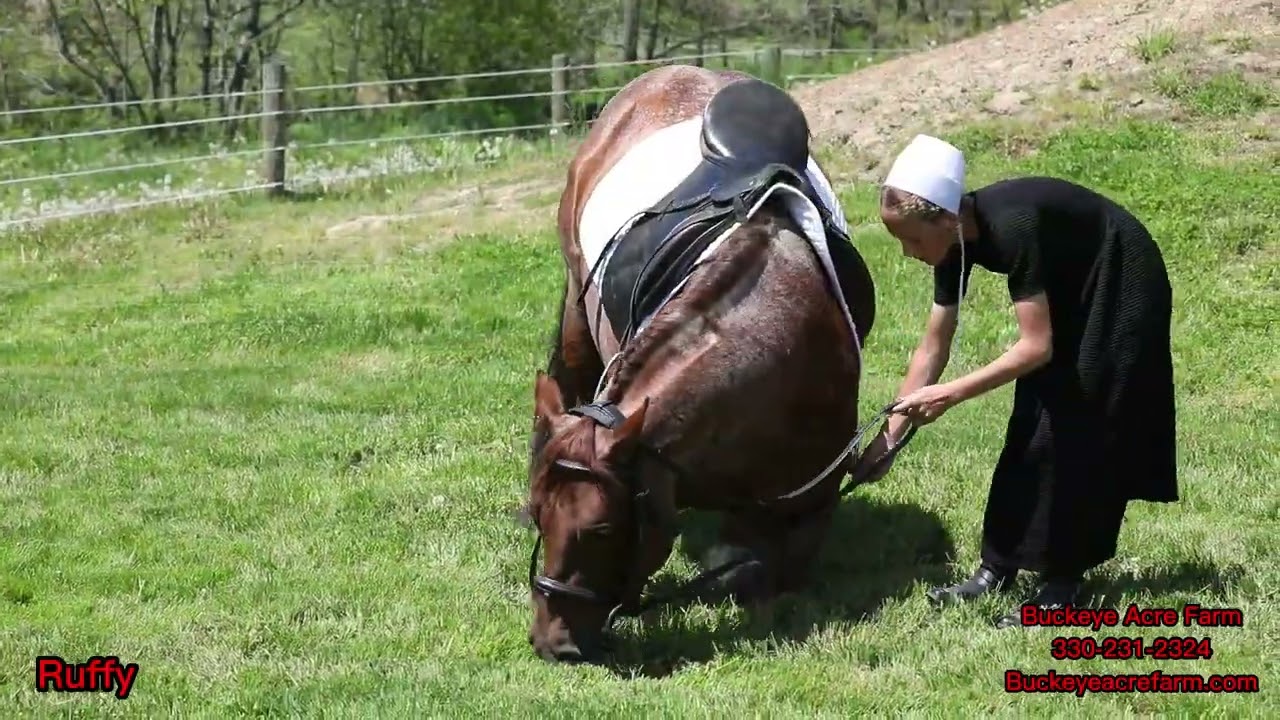 -Sold- Not Berry Ruf , Offered By Buckeye Acre Farm at cowgirlcadillacs.com