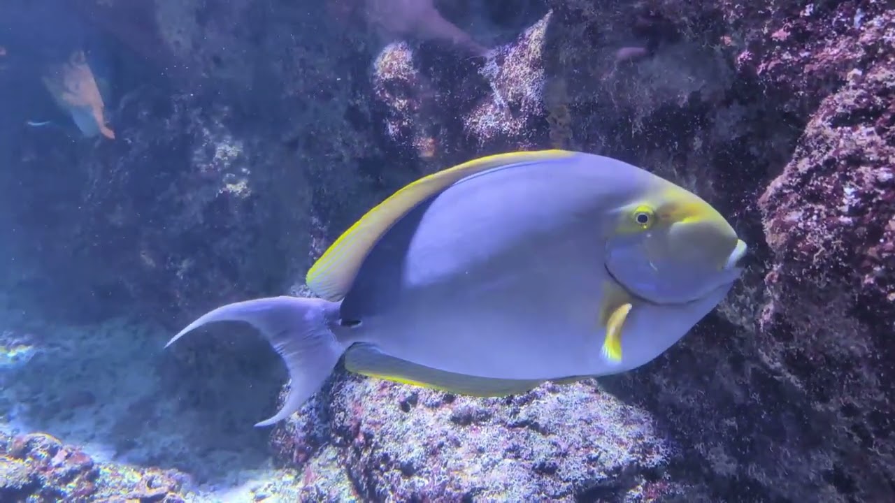 Aquarium La Rochelle