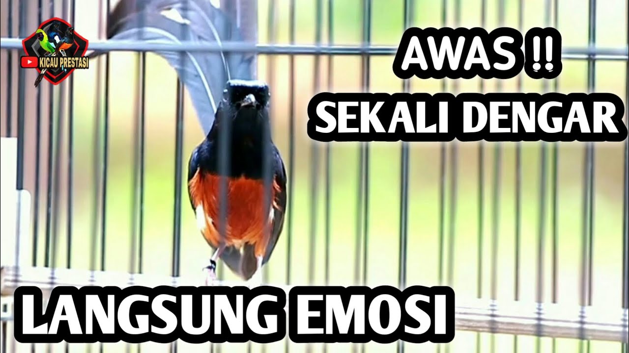 PANCINGAN MURAI BATU GACOR FULL ISIAN TEMBAKAN CILILIN KAPAS TEMBAK CUCAK JENGGOT AMPUH BIKIN EMOSI