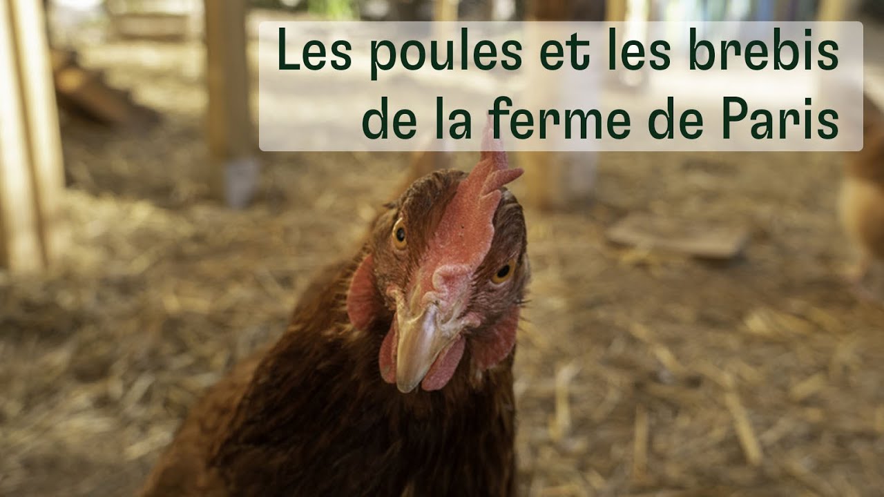 Le direct du soigneur. &Eacute;pisode 1 : les poules et les brebis