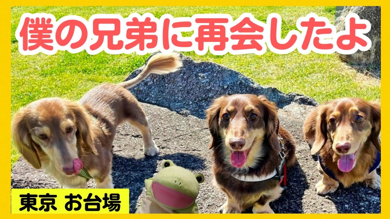 【再会】ミニチュアダックス兄弟達が東京お台場に集結‼️