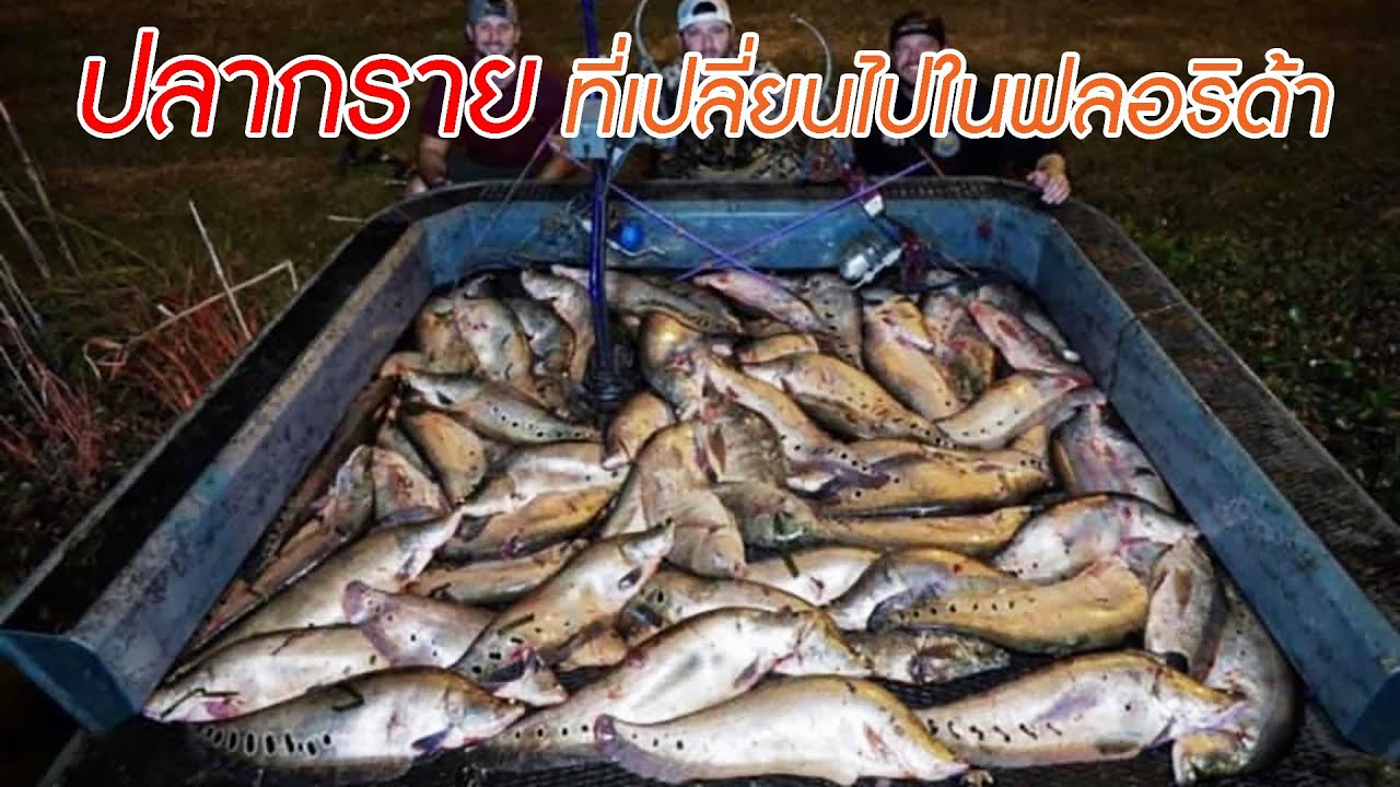 ปลากราย ที่เปลี่ยนไป เมื่ออยู่ในฟลอริด้า