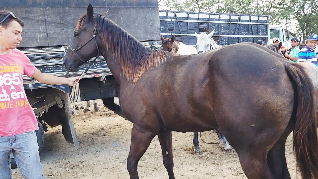FEIRA DE CAVALOS EM CARUARU-PE   02-07-2024  #nordeste
