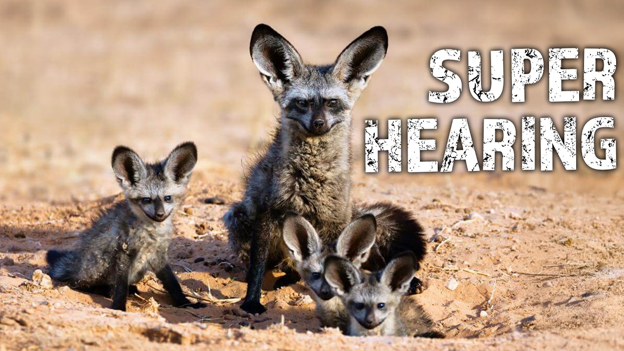 Animals' Secret Hearing: What They Hear That You Can't!