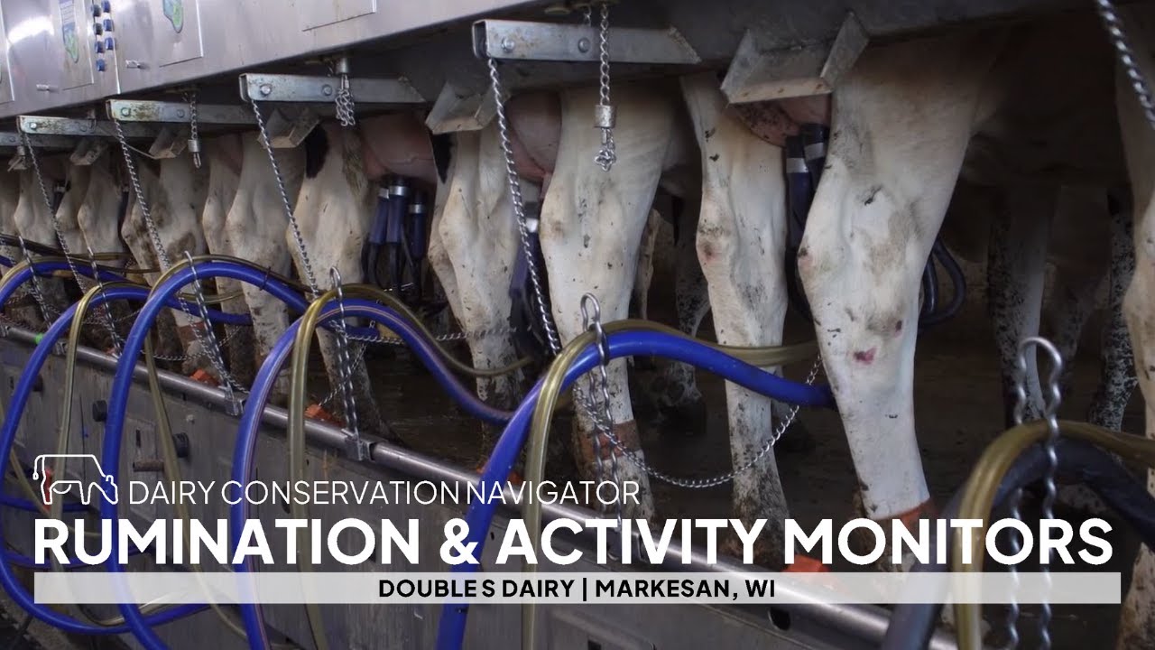 Cow Pedometers Help Monitor Herd Health and Activity