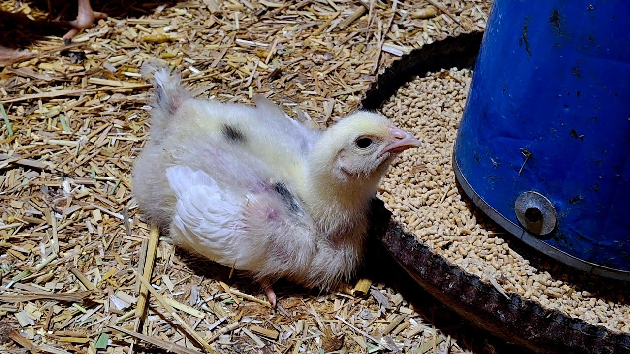 لازم افكركم بالوصفة دى كل شويه☝️ علشان مهمة جدا للفراخ للتسمين 🐔صيدلية كاملة 👌