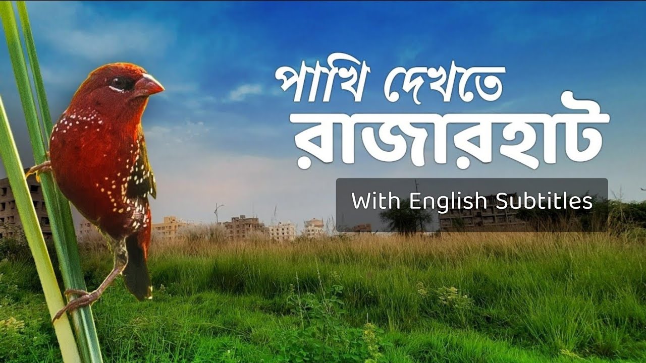 Rajarhat Birdwatching । Kolkata Birding spot | Rajarhat Birds