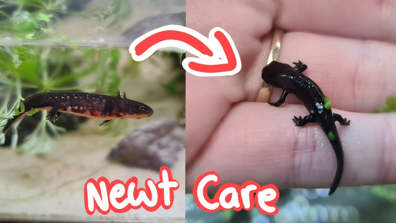 I Raised Firebelly Newts!