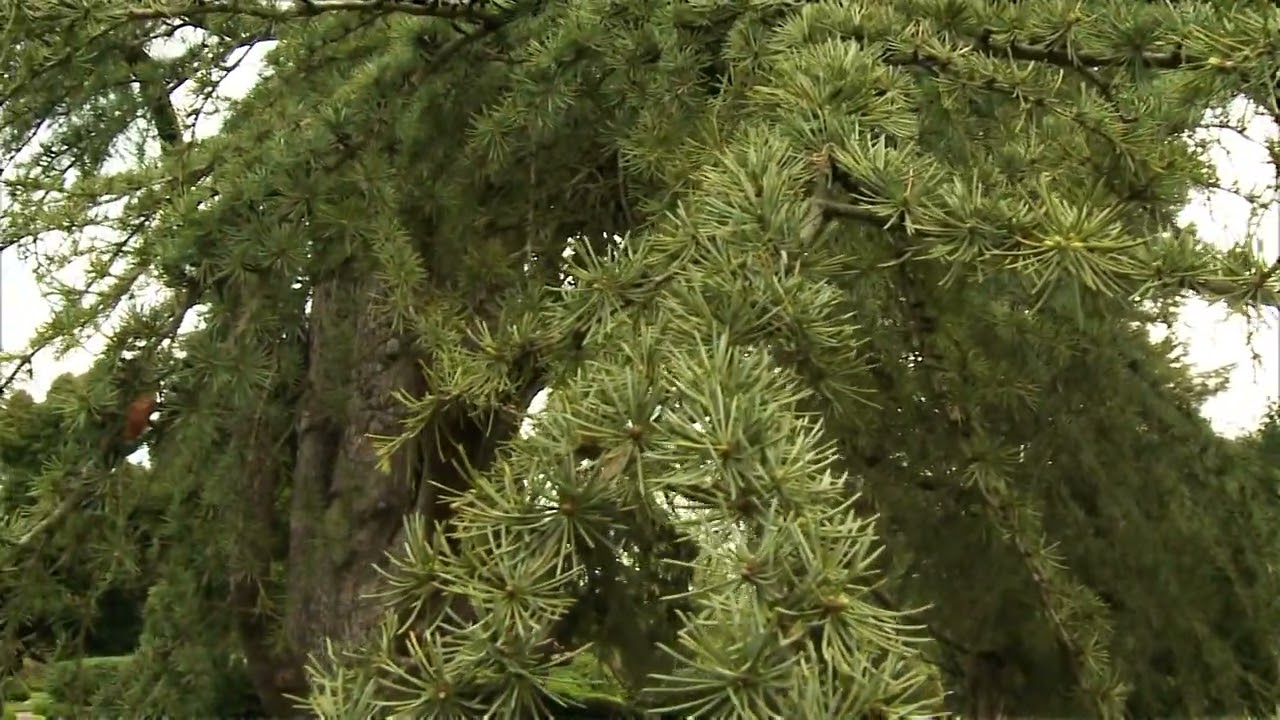 Cedro del Libano, &iquest;C&oacute;mo se reconoce?
