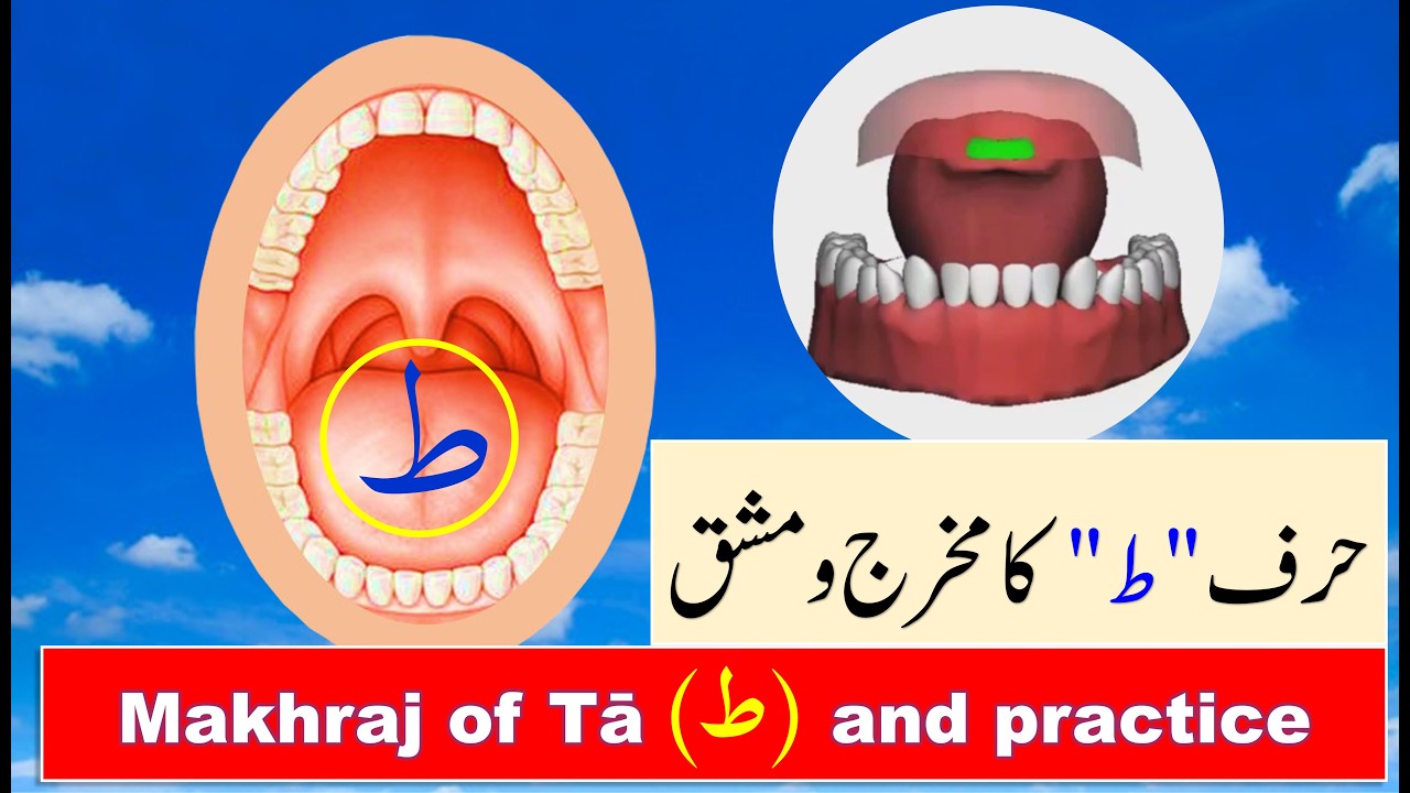 Tajweed Quran in Urdu | Makhraj of Arabic letters in Urdu | Harf e Tua ka makhraj | حرف طا کا مخرج
