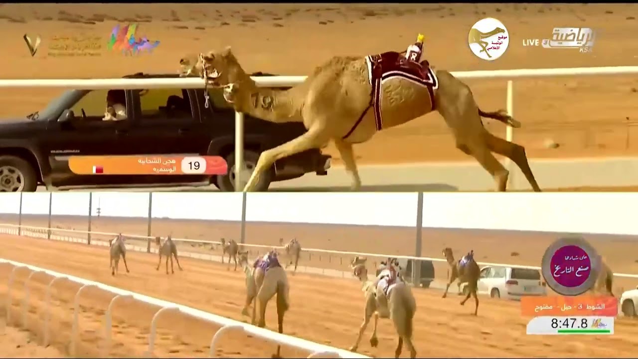 الشوط 3 (الوسمية) لـ هجن الشحانية 12:40:12 , مهرجان الملك عبدالعزيز 2023/1/12 حول زمول