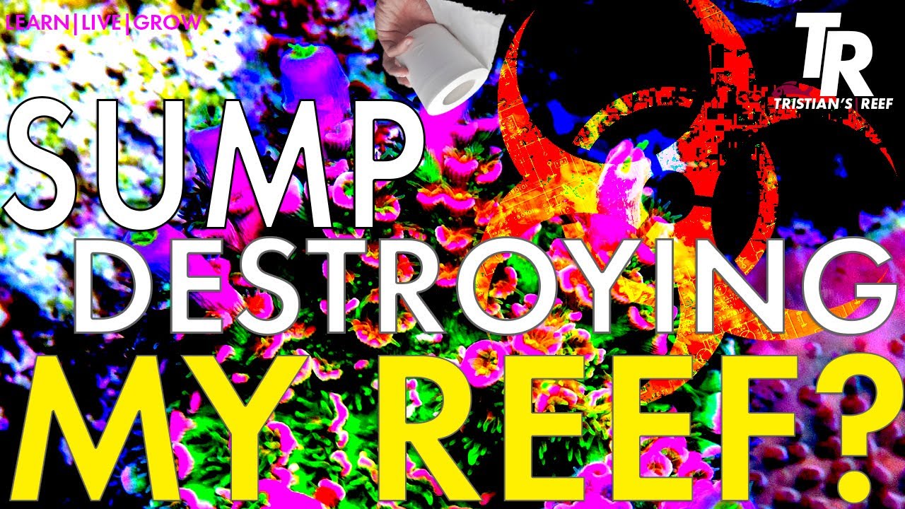 Tristian's Reef: Is your Sump Destroying your Reef??