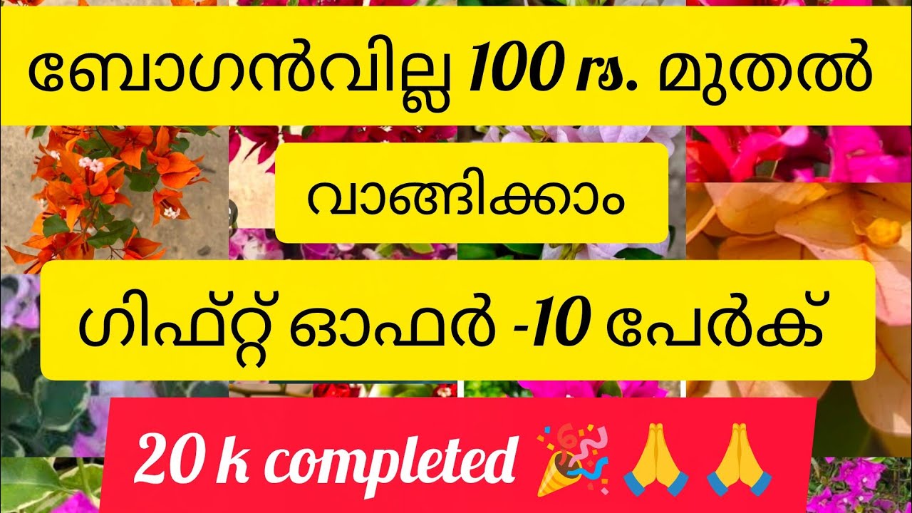ബോഗൻവില്ല 100 rs മുതൽ വാങ്ങിക്കാം 9947117792 whats app