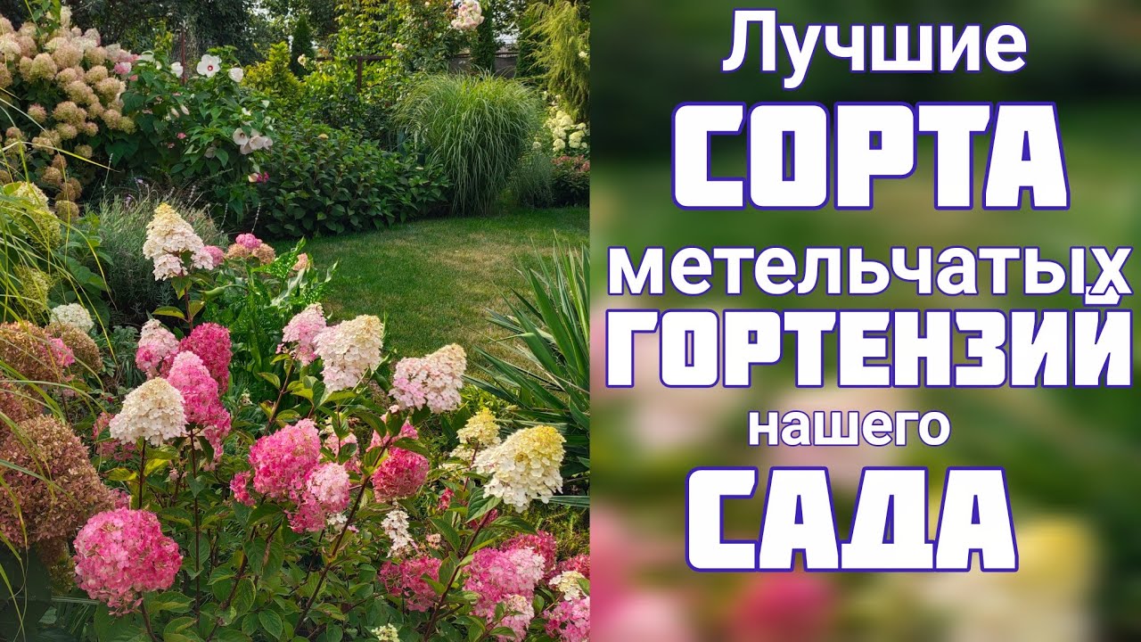 Прогулка по саду 💐 ЦВЕТЕНИЕ 30 августа 💐 