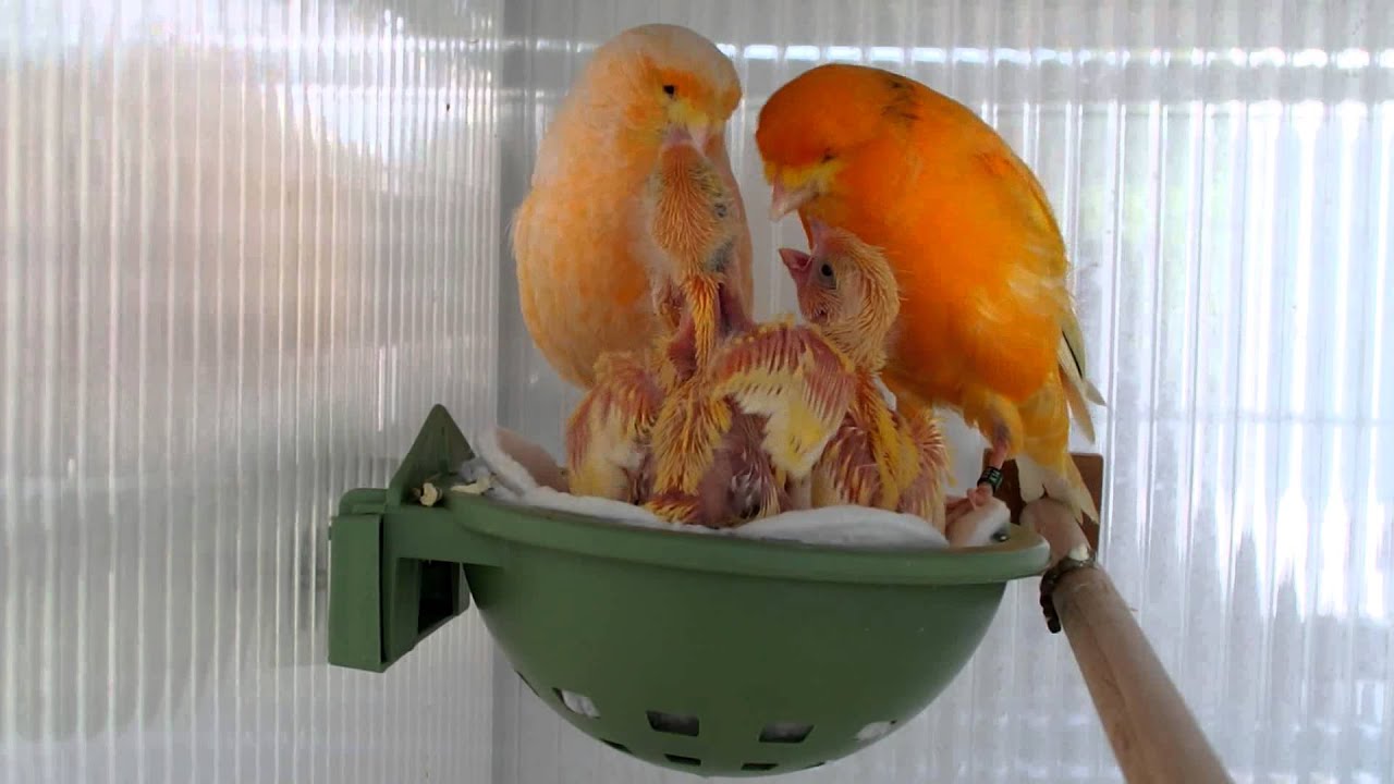 norwich canary