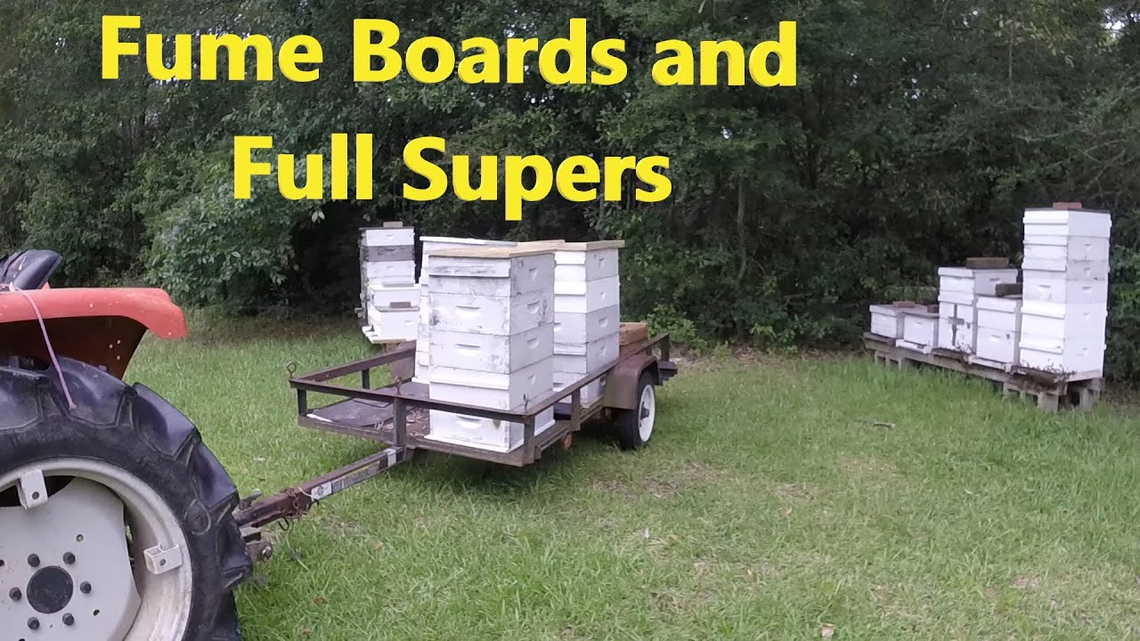 Stripping Honey Supers Off for Harvest
