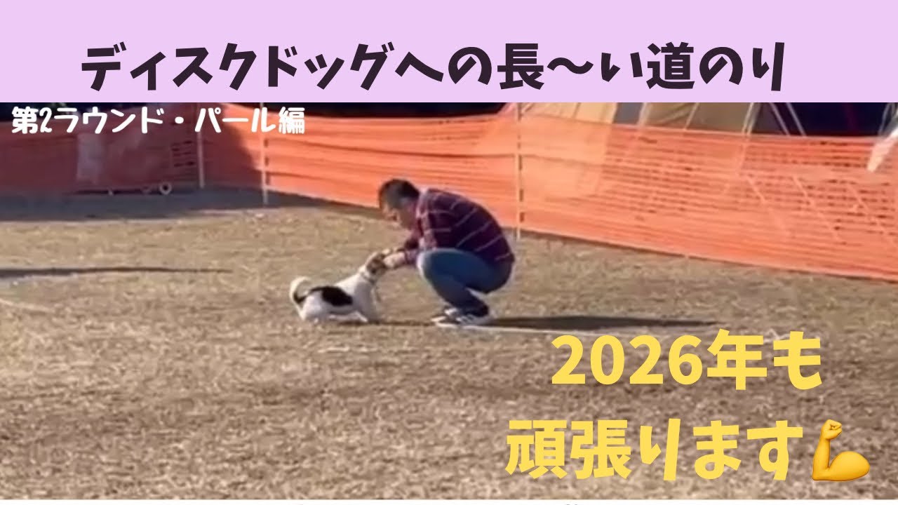 ジャックラッセルテリアの日常🐶人間の思惑通りには動いてくれないワンコ達😂Jackのしっぽチャンネル🐾