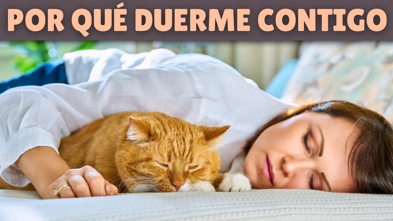 ¿Por qué tu gato DUERME CONTIGO? ➡️ Ventajas e inconvenientes
