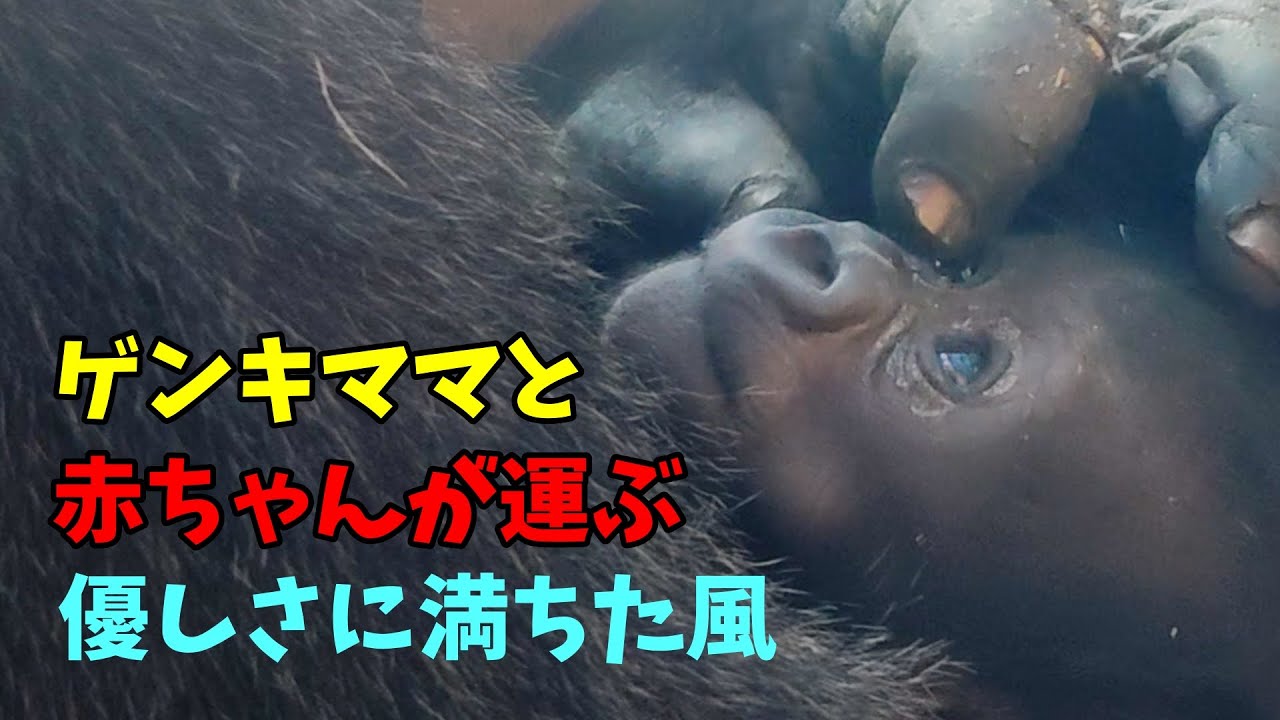 ゲンキママと赤ちゃんが運ぶ優しさに満ちた風【京都市動物園】