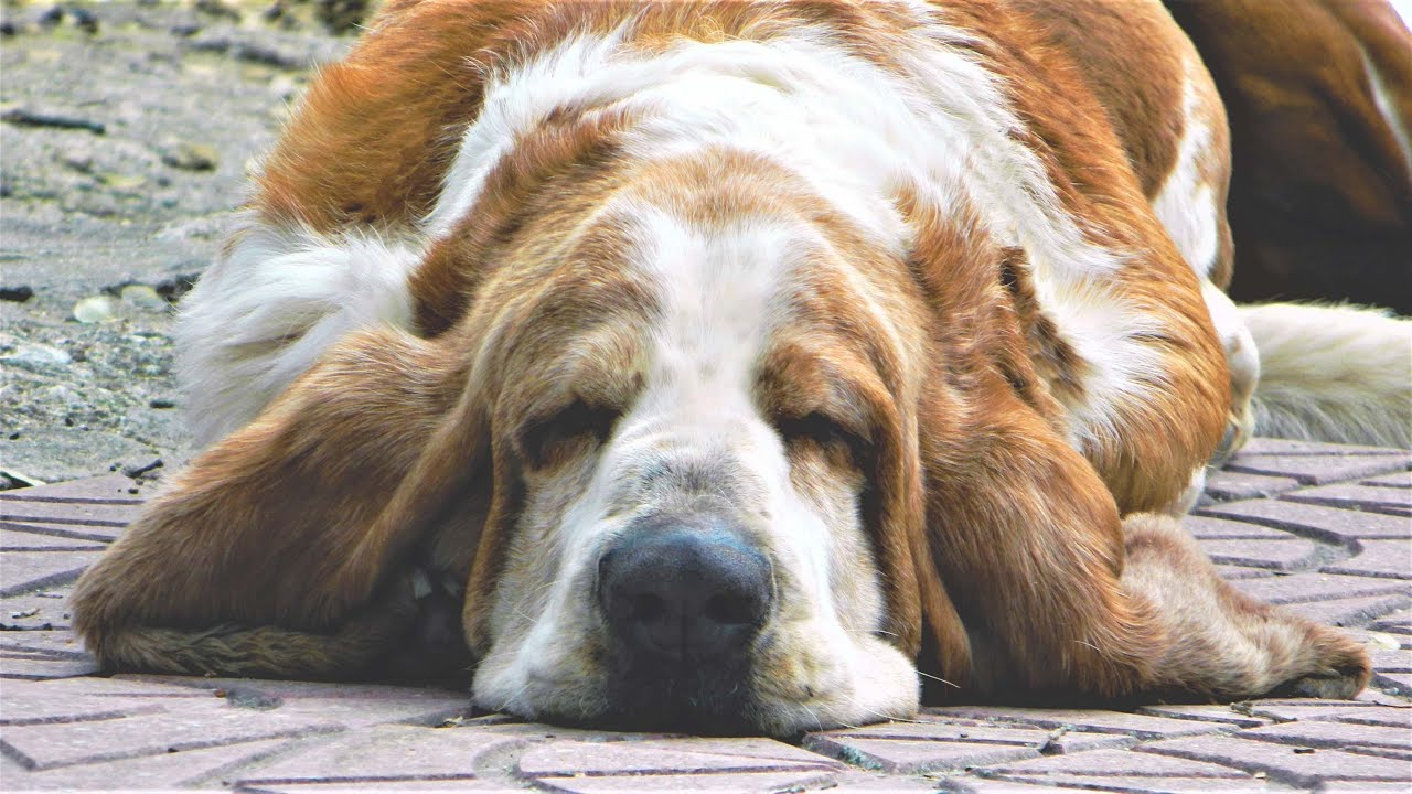 🐶🐶12 Horas Música+Video para relajar a tu perro con la raza más tranquila:el Basset Hound.¡FUNCIONA!