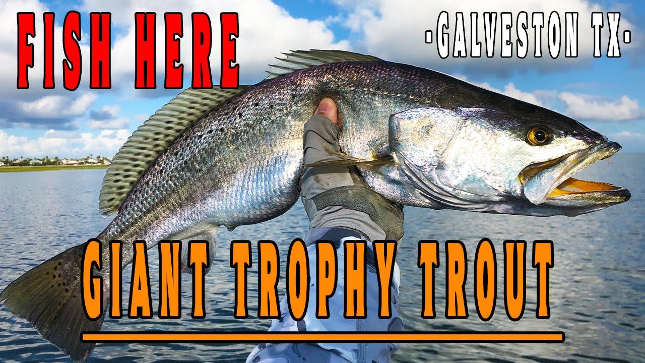 Galveston Trophy Trout Spot {Maps & Coordinates Provided} Easy Location