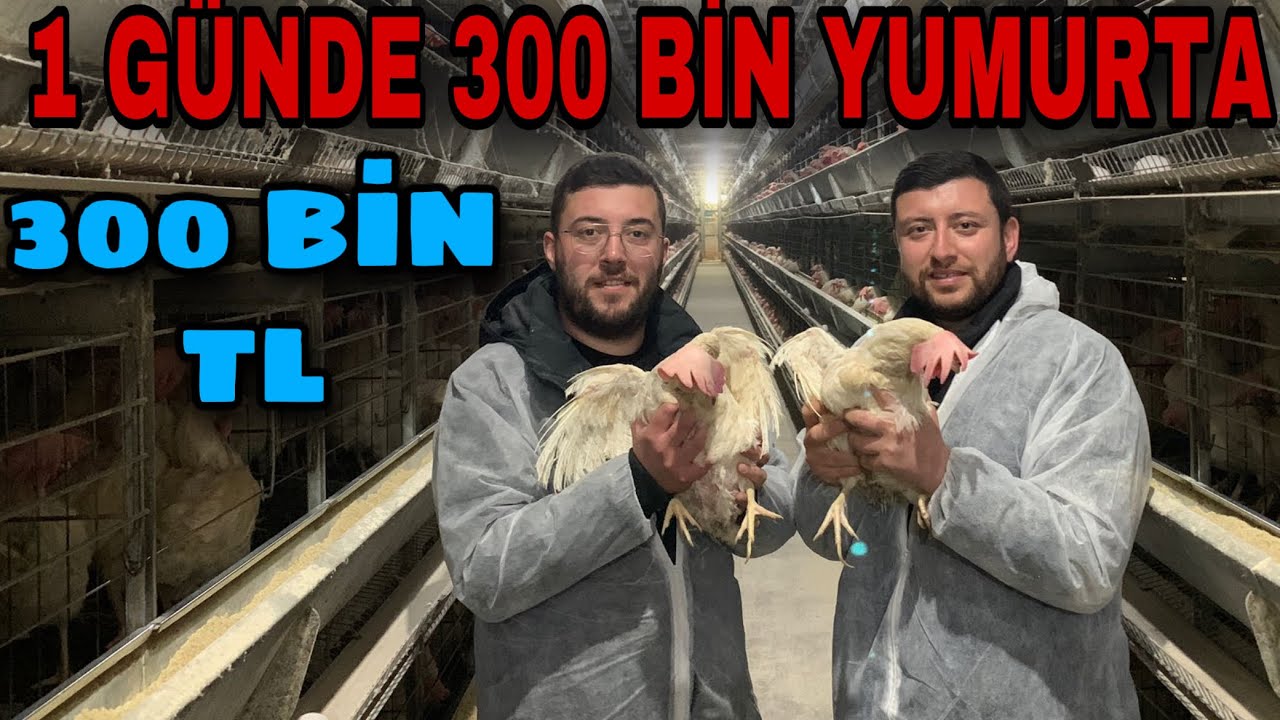 350 BİN TAVUK AYDA KAÇ PARA KAZANIYOR ? ~ 300 BİN YUMURTA !! @melihkumbasar