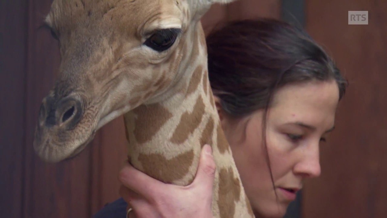 Les coulisses d'un zoo «Pensionnaires aux petits soins»