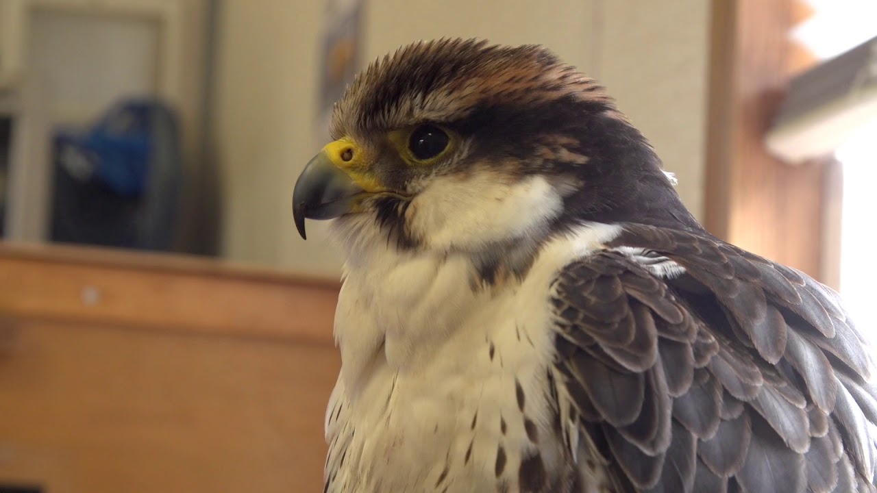 DIY: Falconry Jesses