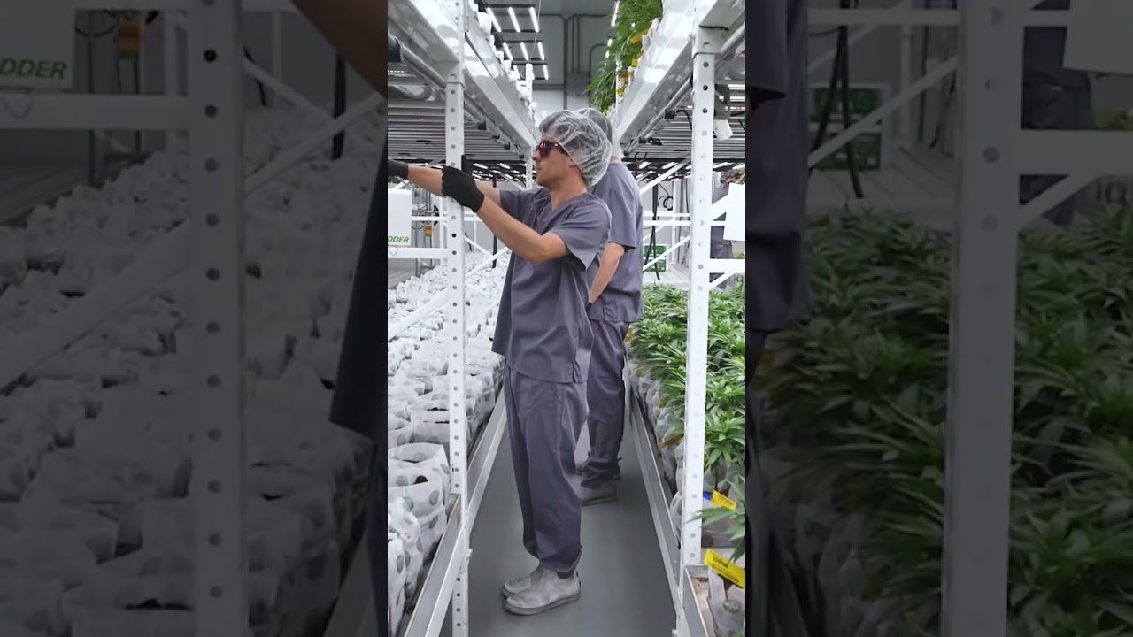Show me.. some mobile vertical grow racks with Curaleaf. 😯😍✨🌱