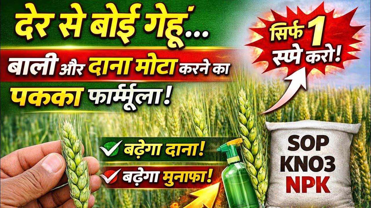 देर से बोई गेहूं में बाली और दाना मोटा करने का पक्का उपाय | Wheat Spike Spray