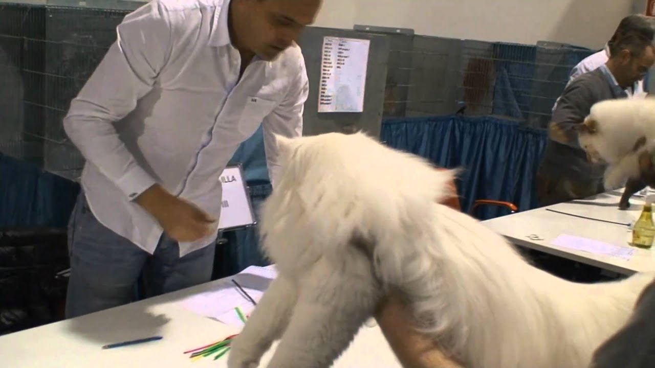 Esposizione felina - Fiera di Padova 9.1.2011