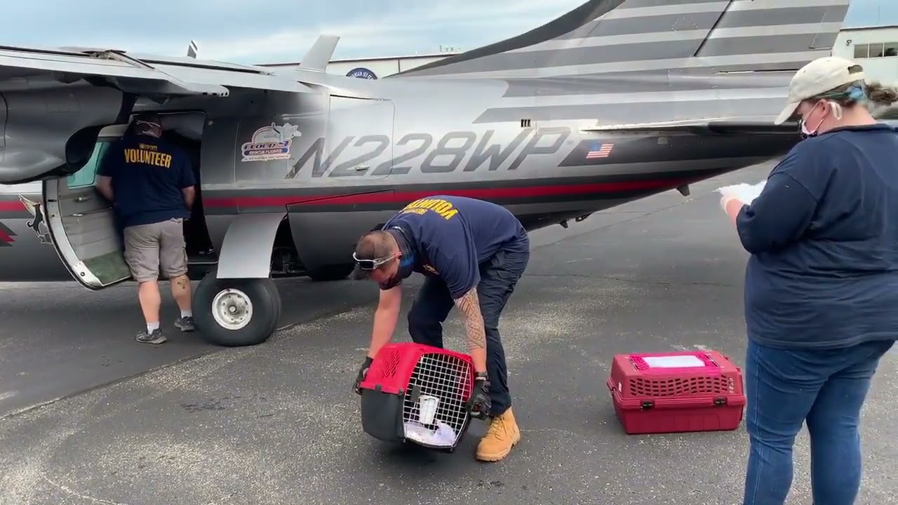 Wings of Rescue to the rescue!
