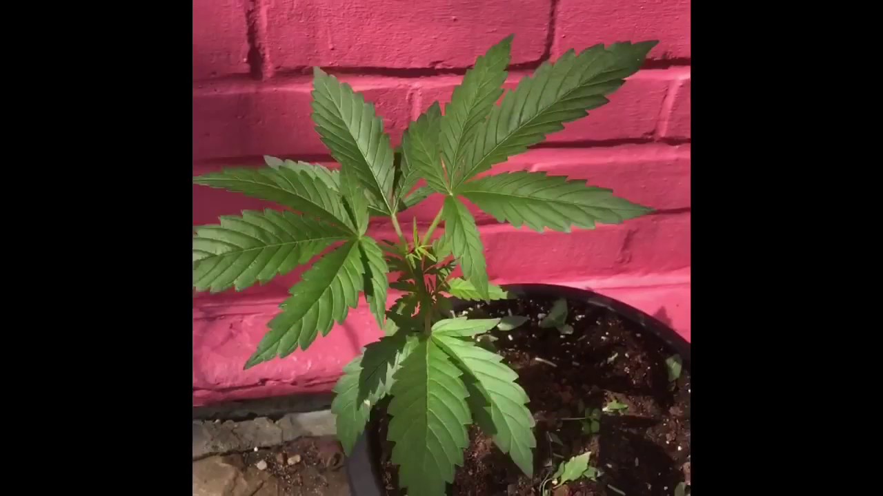 Delicious Seeds Candy Kush Autoflower Week 5 Topped & LST
