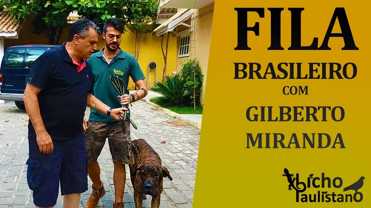 Adestramento de FILA BRASILEIRO com Gilberto Miranda