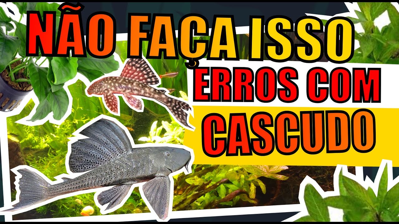🔴CASCUDO: ERROS QUE AQUARISTAS COMETEM EM AQUÁRIOS |Mr. Betta|