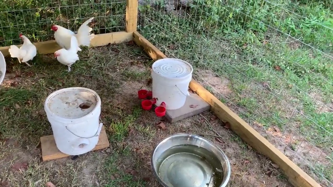 Новый курятник для белых староанглийских кур-бентамов #OEGB #Bantam #Chicken