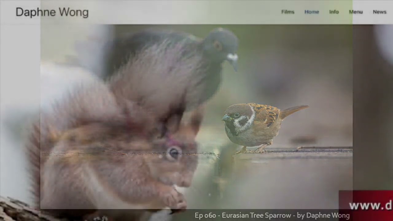 060 &ndash; Daphne Wong on Becoming a Wildlife Photographer - 4