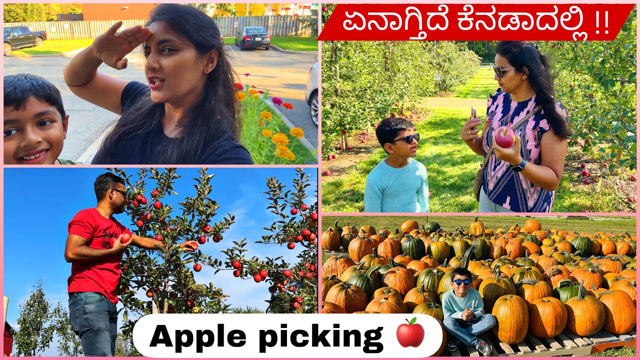 ಏನಾಗ್ತಿದೆ ಕೆನಡಾದಲ್ಲಿ||ಚಿಕ್ಕ ಚಿಕ್ಕ ಮರದಲ್ಲಿ ರಾಶಿ ರಾಶಿ ಸೇಬು ಹಣ್ಣು||Apple Picking||Apple farm in Canada