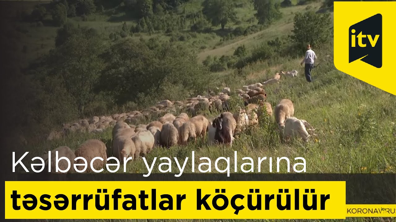 Kəlbəcər yaylaqlarına qoyunçuluq və arıçılıq təsərrüfatları köçürülür