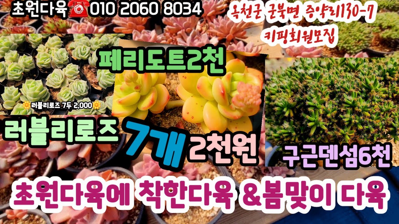 옥천초원다육 봄신상 러블리로즈 7개2천 등 2천다육 2개5천 #초보다육 #다육쇼핑