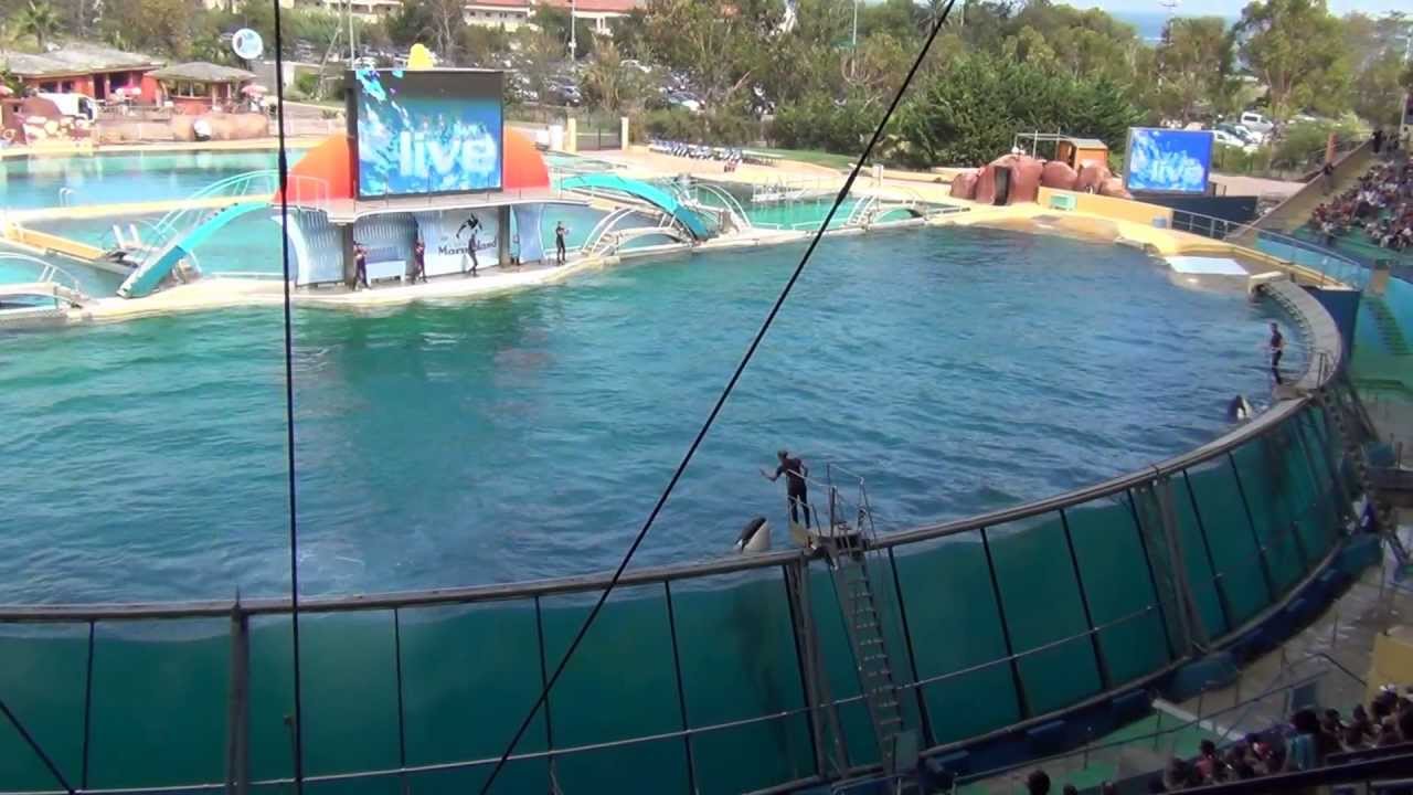 Killer whale show, Marineland, Antibes, France